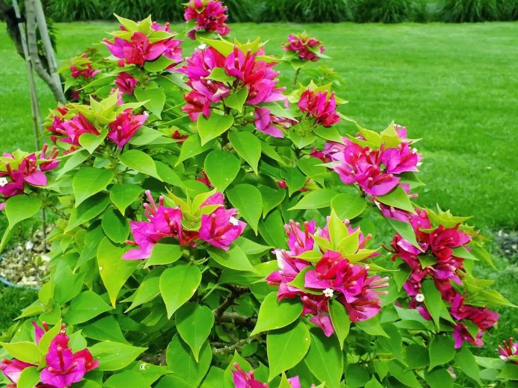 image of boog plant